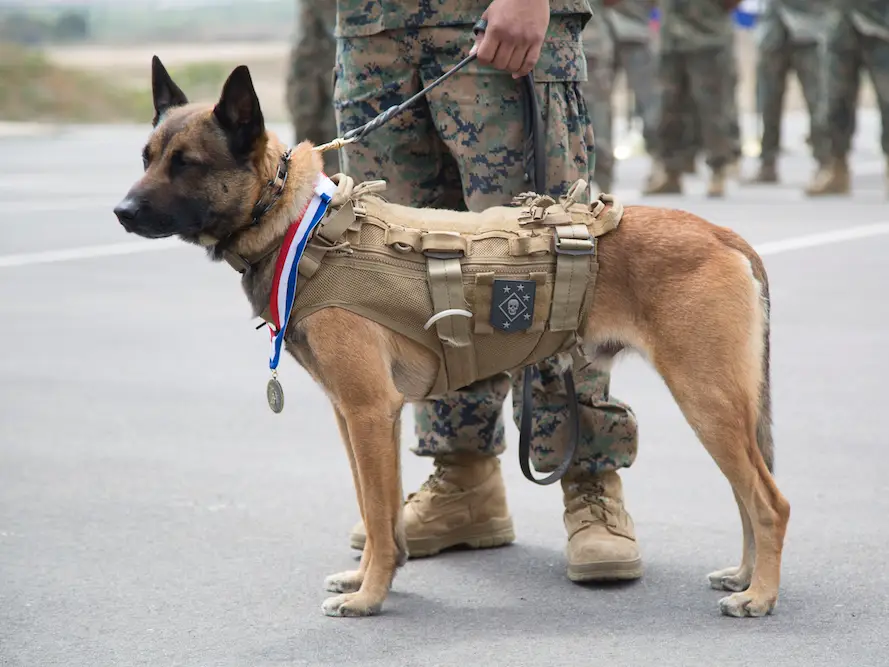 Is There Tactical Gear For Dogs? 5 TACTICAL HARNESSES AND VESTS ARE A VITAL PIECE OF GEAR FOR OUT K9 COMPANIONS WHILE ON DUTY