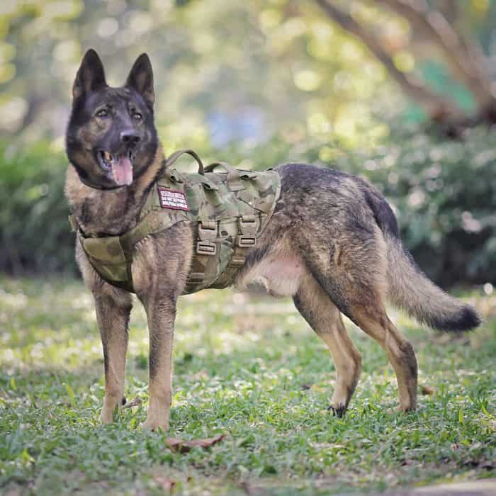 Is There Tactical Gear For Dogs? 2 TACTICAL HARNESSES AND VESTS ARE A VITAL PIECE OF GEAR FOR OUT K9 COMPANIONS WHILE ON DUTY
