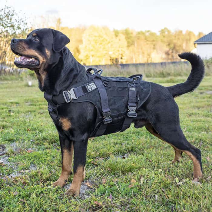 Is There Tactical Gear For Dogs? 14 tacharness product