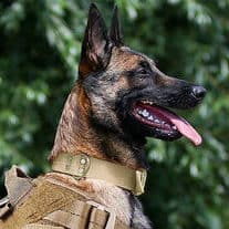 Is There Tactical Gear For Dogs? 4 A TACTICAL COLLAR FOR DOGS IS A VITAL PIECE OF GEAR